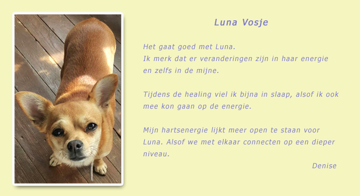 Review groepshealing dieren gegeven door healer Anita Poelman