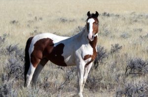 van angst naar vertrouwen bij paarden door healer Anita Poelman