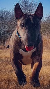 groepshealing dieren door healer Anita Poelman