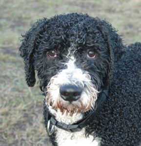 groepshealing angst hond