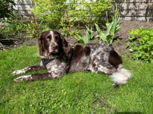 Hond Boaz na de healing. Hij is rustig, ontspannen en vol zelfvertrouwen naar zijn omgeving.